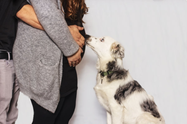 Ein Hund legt die Schnauze auf den Babybauch seines Frauchens, welche von Ihrem Ehemann umarmt wird.