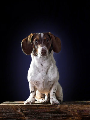 Studioportrait eines sitzenden Zwergdackels auf Holzkiste mit bläulichem Hintergrund. Der Hund schaut zentral und direkt in die Kamera.