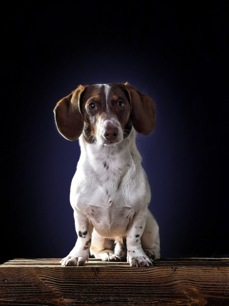 Studioportrait eines sitzendes Zwergdackels auf Holzkiste mit bläulichen Hintergrund. Der Hund schaut zentral und direkt in die Kamera.