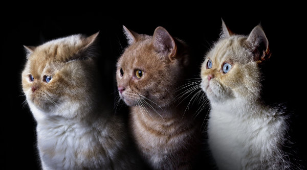 Portrait einer Katze die frontal in die Kamera schaut.